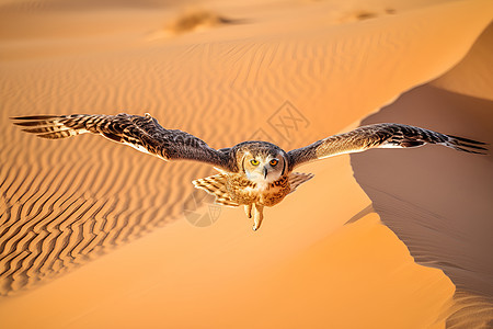 沙漠中飞行的猫头鹰背景图片