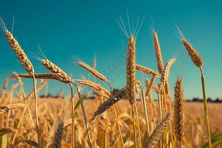 秋季麦田中的稻谷图片
