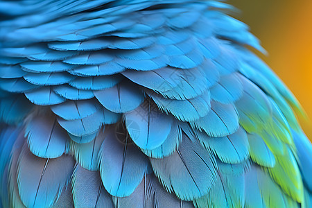 动物的翅膀羽毛背景图片
