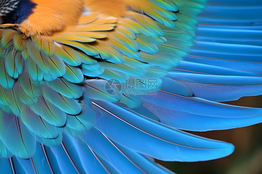 彩色的动物羽毛图片