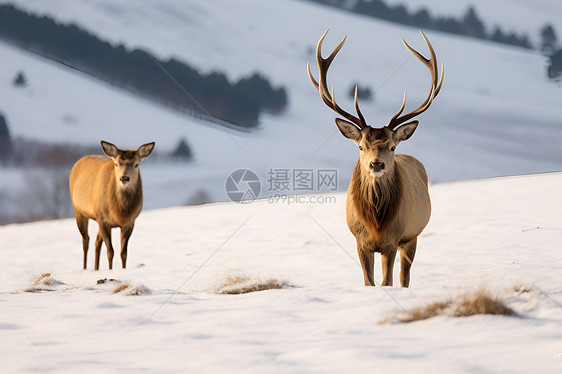 雪地的麋鹿图片