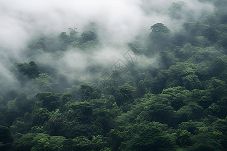 雾气缭绕云雾缭绕中的山林背景