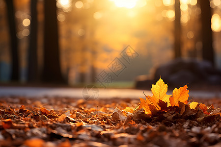 阳光下的落叶图片