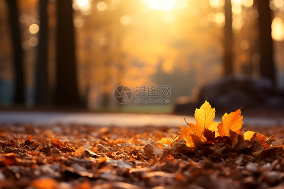 阳光下的落叶图片