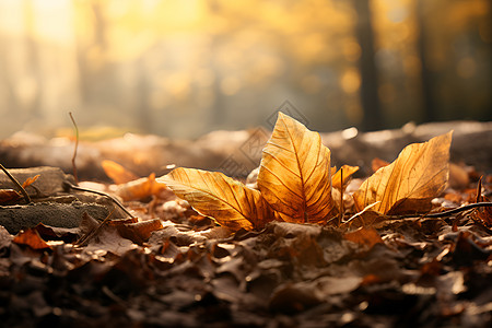落叶飘落森林里的落叶背景