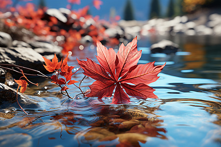 水面漂浮的红枫叶图片