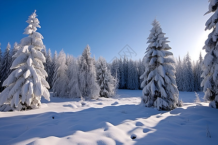 松树树林冰雪中的树林背景