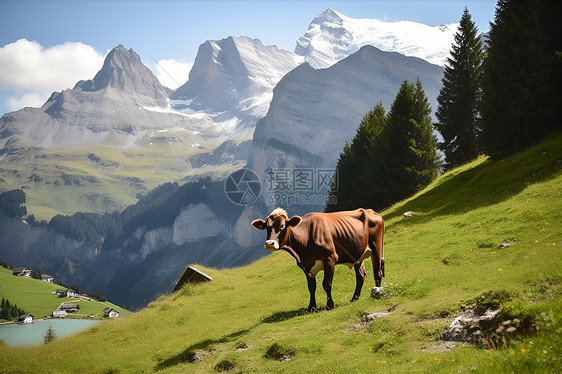 山坡上的农业牛图片
