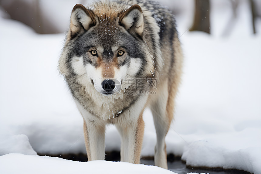 狼在雪地上行走图片