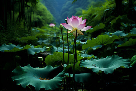 池塘中的粉莲花图片