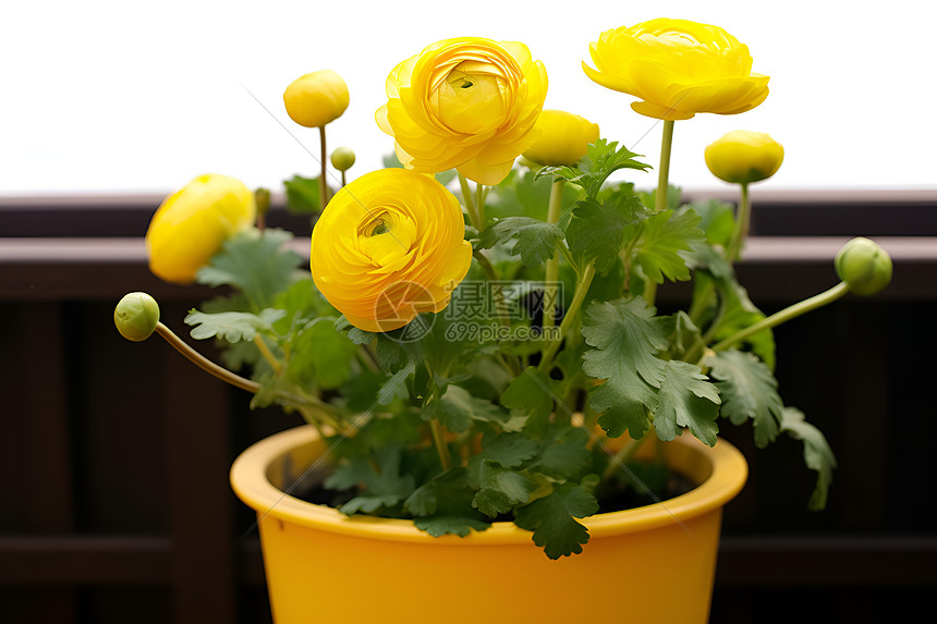 黄色陶瓷盆里的花朵图片