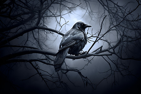 黑夜树枝上的乌鸦图片