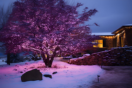 雪中紫色发光的树背景图片