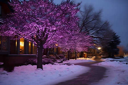 紫色的树在夜晚的雪地里图片