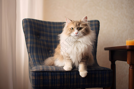 窗台上的绒毛猫贵族图片