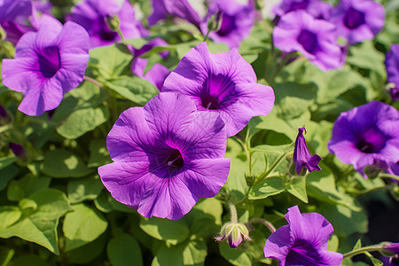 美丽的紫色花园图片