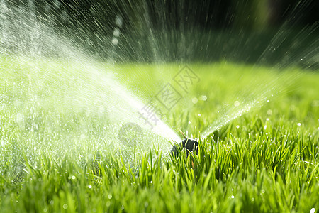 阳光下绿草地上的喷水器图片