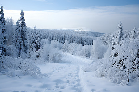 雪覆盖的森林图片