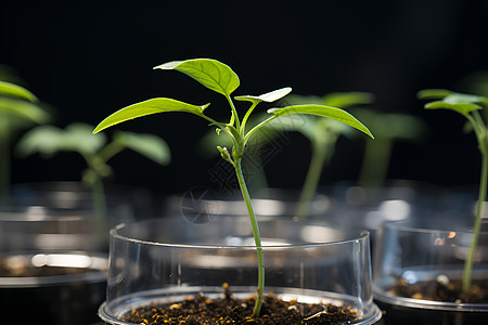 微生物的科技高清图片