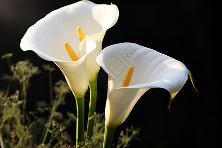 盛开百合花美丽的百合花背景