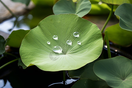 水滴与莲花图片