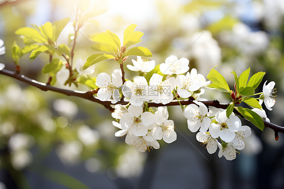 树枝上的白花绿叶图片