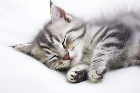 睡觉的猫咪背景图片