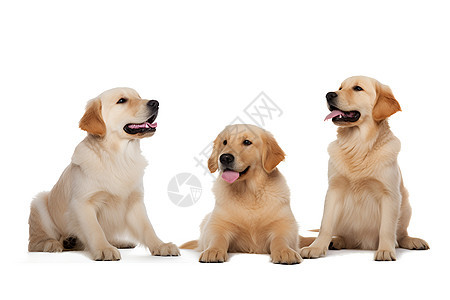 三只快乐狗狗图片