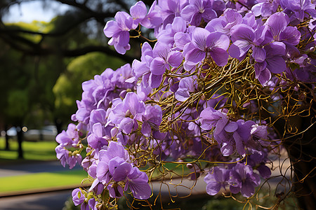 紫花绽放图片