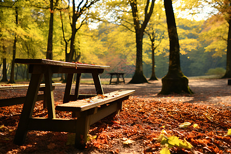 叶子铺满公园的长凳图片
