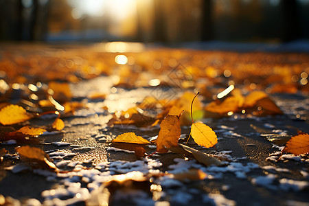 黄昏时的秋日落叶图片