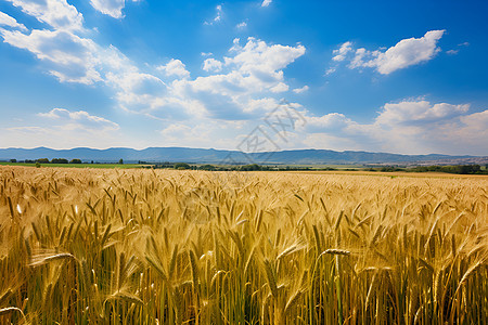 金黃的麦田景色图片