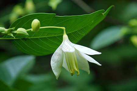 花海中的白花图片