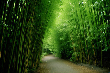 自然美丽的竹林图片