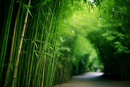 竹林的优美环境高清图片