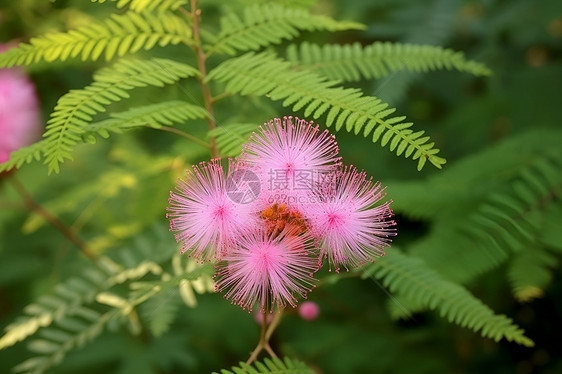 美丽的花朵图片