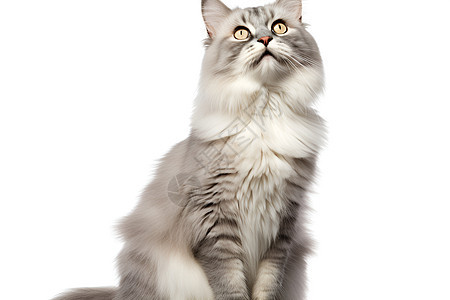 一只白色的西伯利亚猫图片