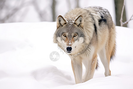 白狼漫步于雪地森林之中图片