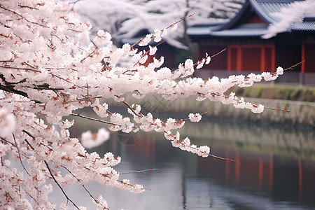樱花湖畔的粉花树图片