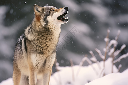 狼之凛冬图片