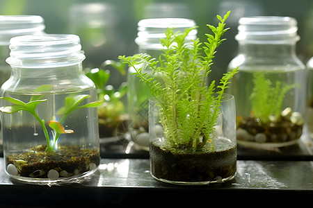 水实验生机勃勃的水培植物背景