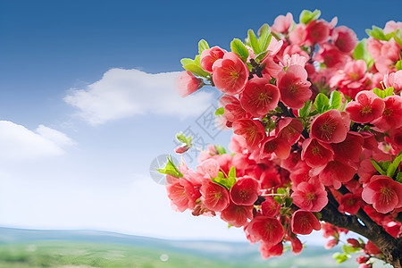 春日美丽的花树背景图片