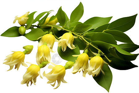 花香四溢的黄花背景图片