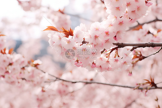 春日盎然的樱花公园图片