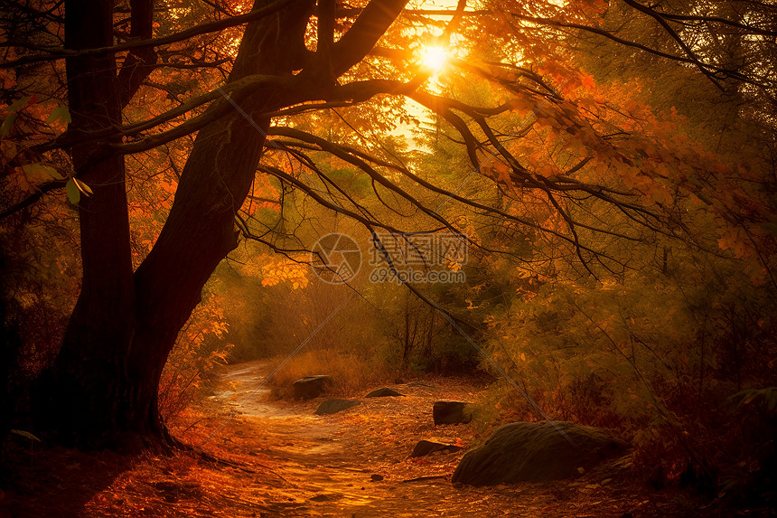 魔幻的秋日森林图片