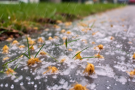 晨雨之美图片