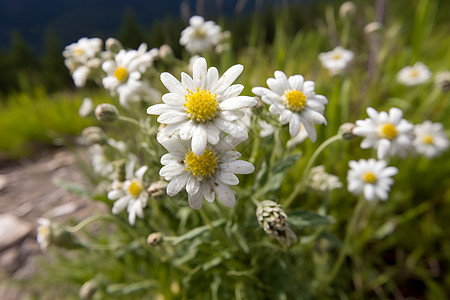 草地上一丛白色花朵图片