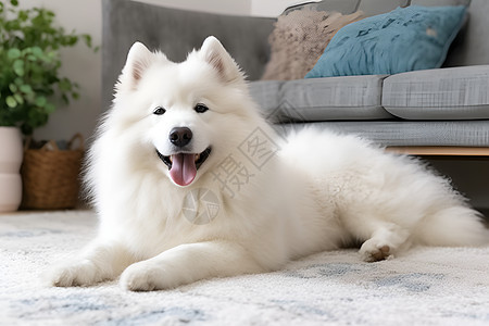一只白色狗趴在客厅图片