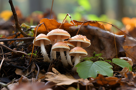 森林蘑菇森林中一群蘑菇背景
