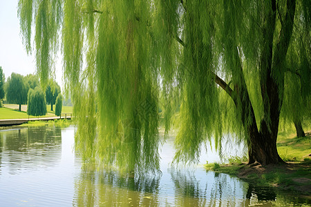 柳树垂在公园湖泊上图片